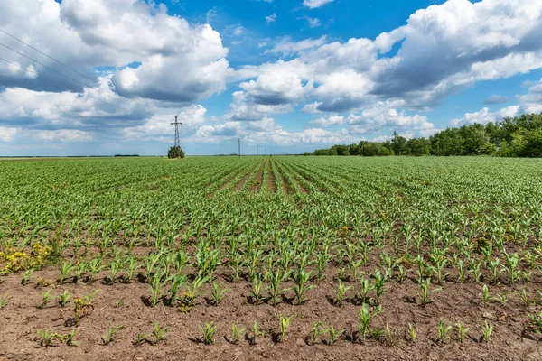 View of corn leaves growth in a field at spring with dramatic clouds. Field with young corn