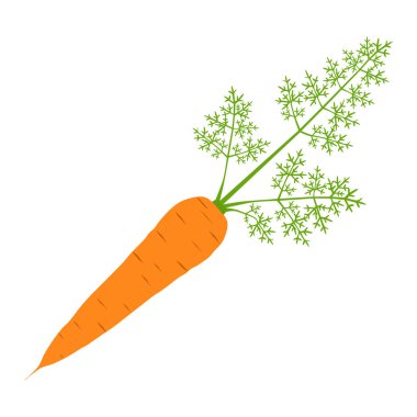 havuç vektör çizim