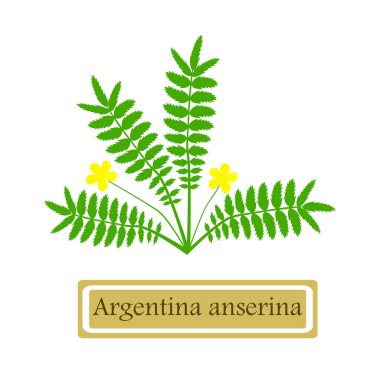 Tıbbi bitki Arjantin anserina
