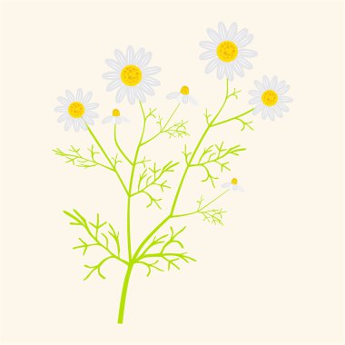 Matricaria chamomilla - vektör çizim
