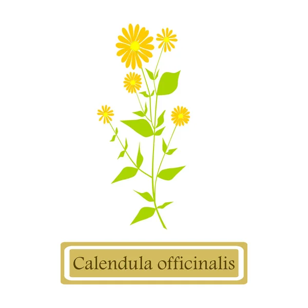 Heilpflanze Calendula officinalis — Stockvektor