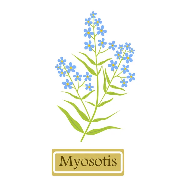 Myosotis - illustrazione vettoriale — Vettoriale Stock