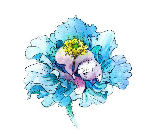 Schattig slapend katje op een blauwe Himalaya papaver. Aquarel illustratie, handgemaakt — Stockfoto