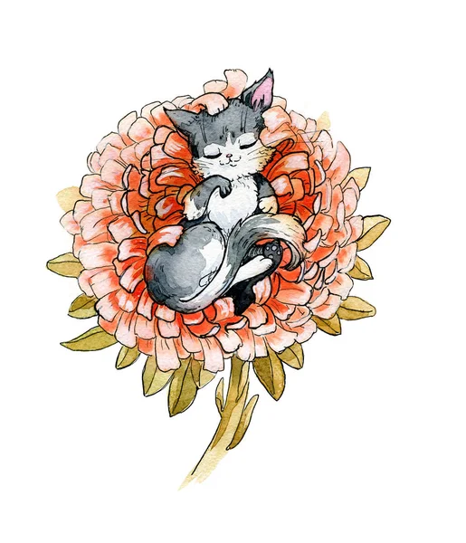 Gatinho adormecido bonito em flor aster. Ilustração em aquarela, feito à mão . — Fotografia de Stock