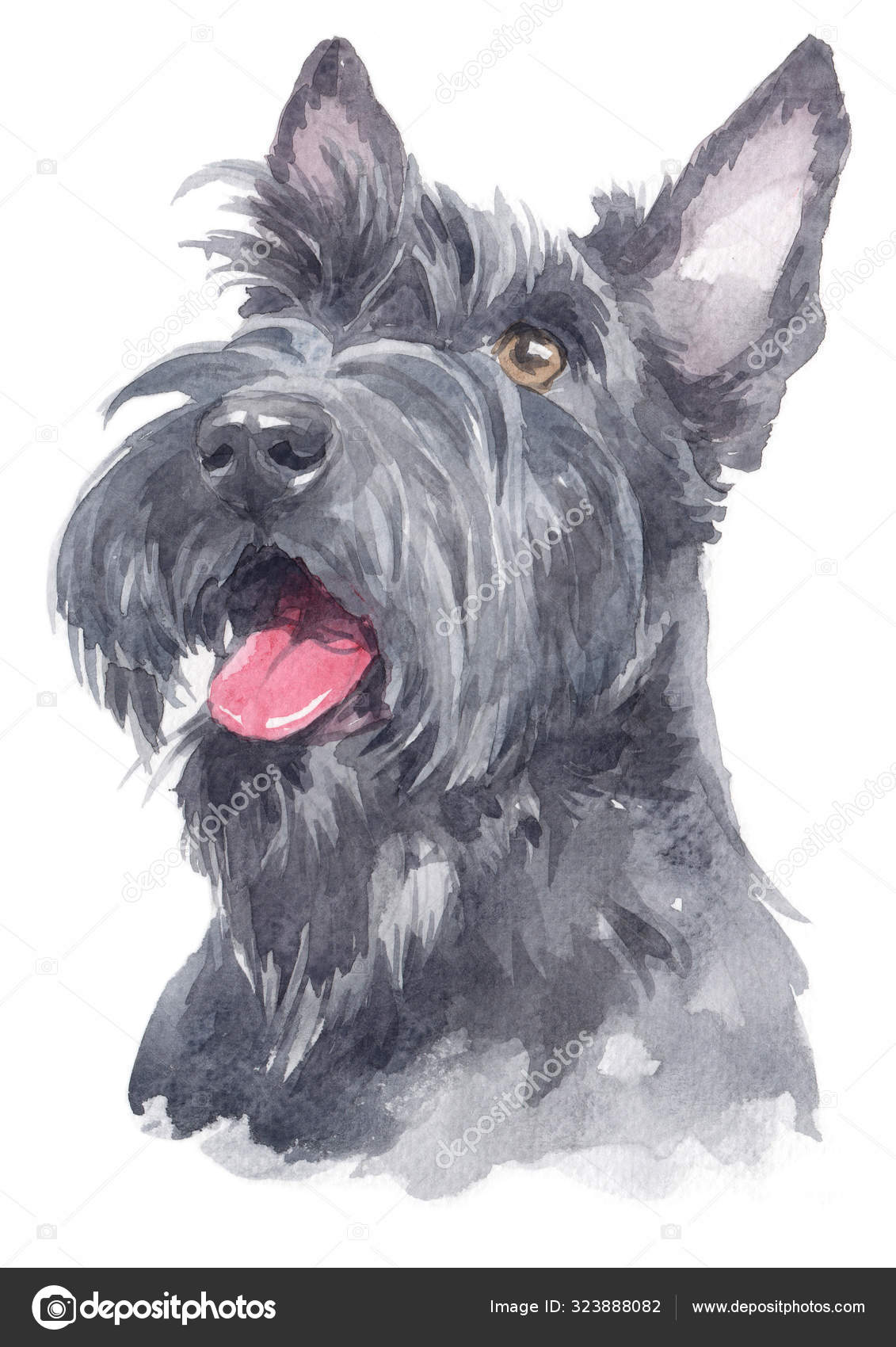 Water Colour Painting Scottish Terrier 112 Stock Photo by ©surapoj