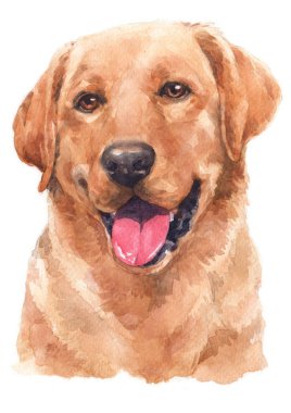 Labrador Retriever 093 'ün sulu boya tablosu