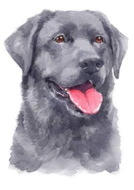 Labrador Retriever 094 'ün sulu boya resmi