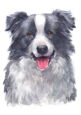 Sınır Collie 098 'in sulu boya resmi