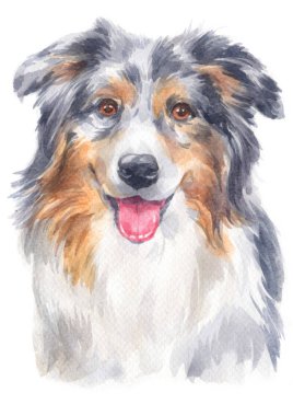 Avustralya çoban köpeği 106 'nın sulu boya resmi