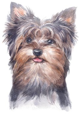 York Shire Teriyeri 149 'un sulu boya tablosu