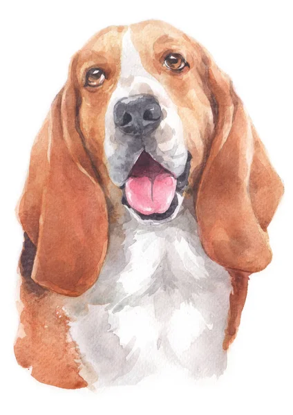 Pintura Acuarela Basset Hound 100 — Foto de Stock