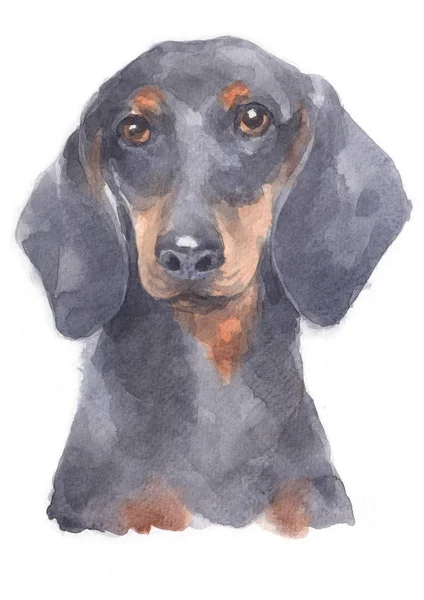 微型Dachshund 102水彩画 — 图库照片