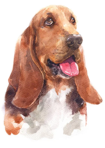 Basset猎犬101水彩画 — 图库照片