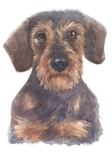 Water Colour Painting Miniature Dachshund 103 — Stock Photo, Image