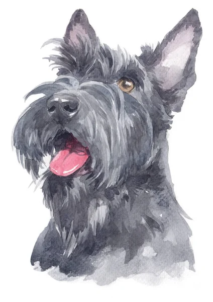 Skót Terrier Akvarell Festése 112 — Stock Fotó