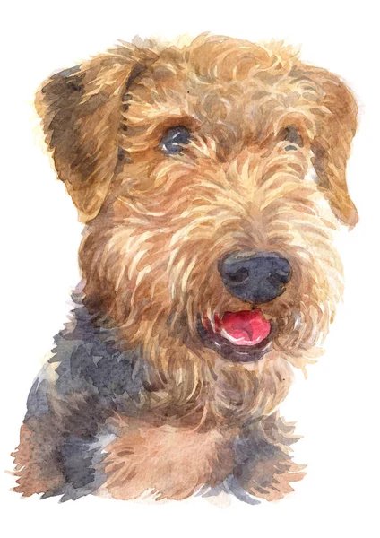 Water Colour Painting Airedale Terrier Dog 110 — Stock Photo, Image