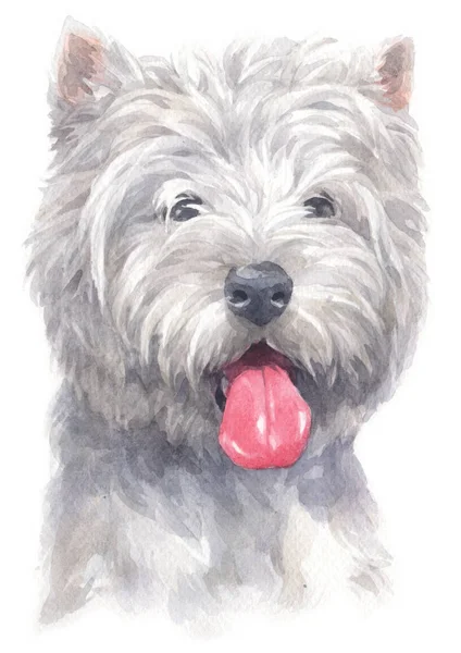 Aquarellmalerei Des West Highland White Terrier 125 — Stockfoto