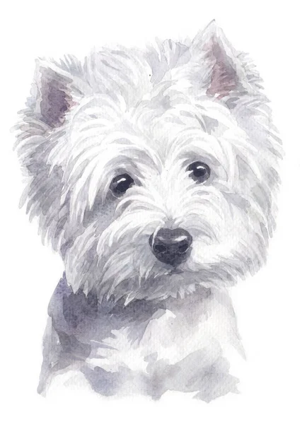 Farba Wodna West Highland White Terrier 127 — Zdjęcie stockowe