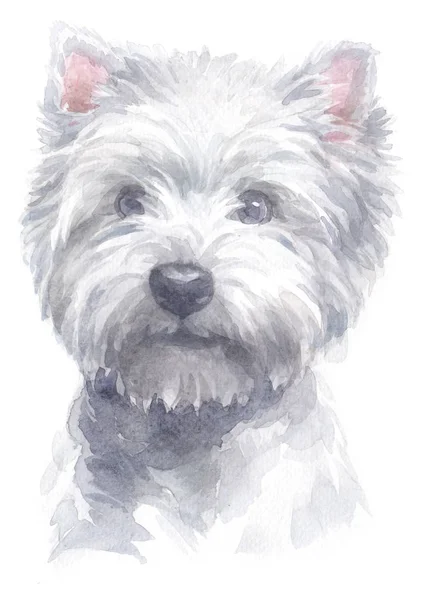 Water Colour Painting West Highland White Terrier 128 — Stock Photo, Image