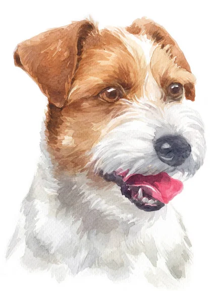 Aquarelverf Schilderij Van Pastoor Jake Russell Terrier 131 — Stockfoto