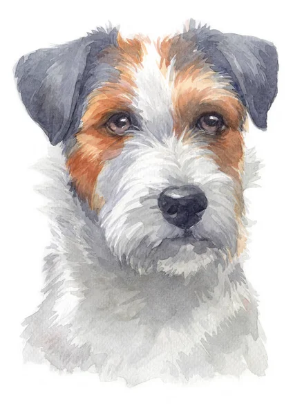 Aquarellmalerei Von Pastor Jake Russell Terrier 131 — Stockfoto