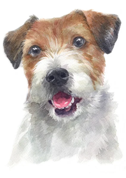 Aquarellmalerei Von Pastor Jake Russell Terrier 129 — Stockfoto