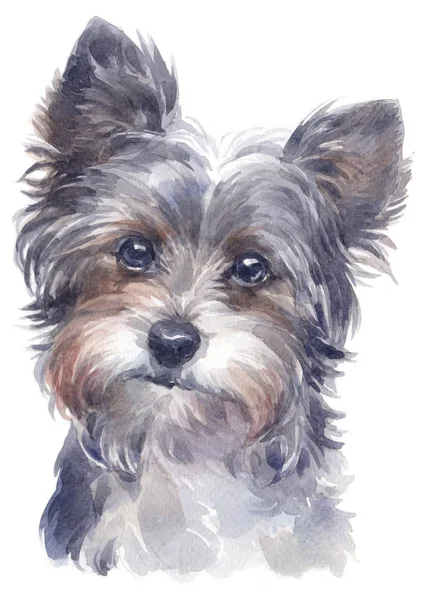 Peinture Aquarelle York Shire Terrier 138 — Photo