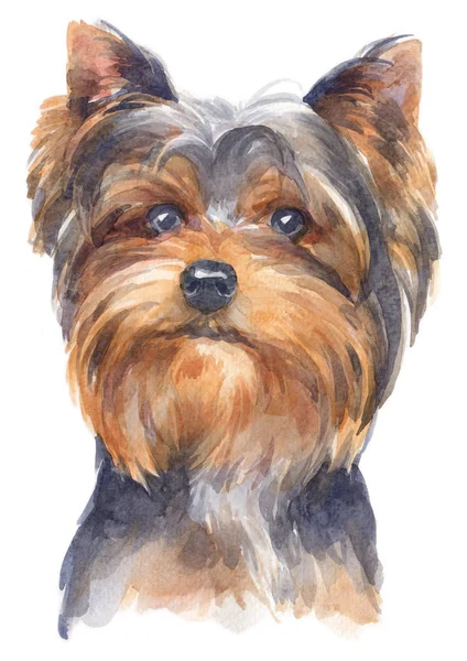 Farba Akwarelowa York Shire Terrier 139 — Zdjęcie stockowe