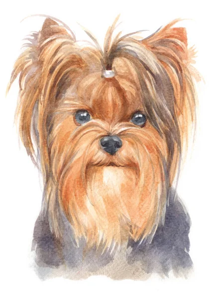 Vodní Malba Yorkshire Terrier 140 — Stock fotografie