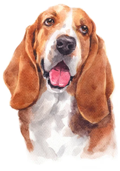 Water Colour Painting Basset Hound 147 — Stock Photo, Image