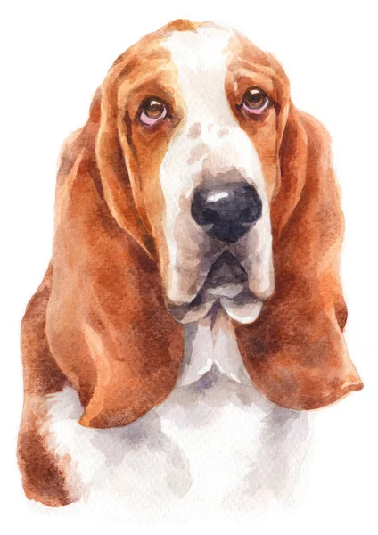 Akvarell Festése Basset Hound 151 — Stock Fotó