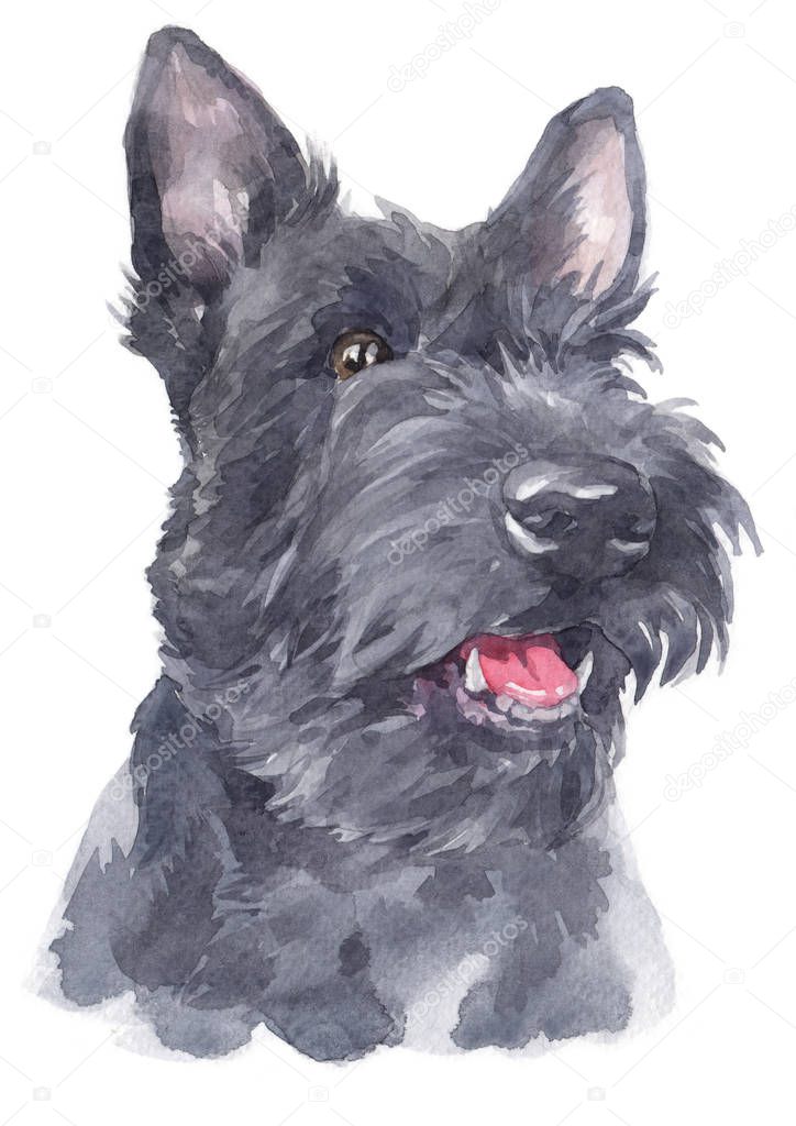 Water colour painting of Scottish Terrier 114