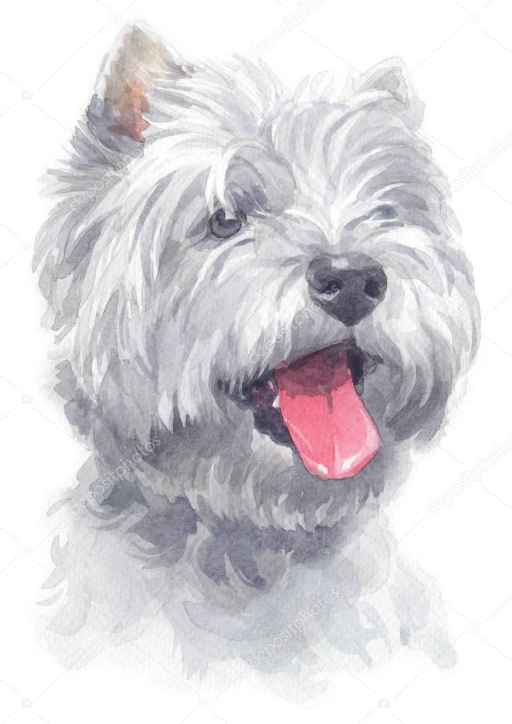 Water colour painting of West Highland White Terrier 126