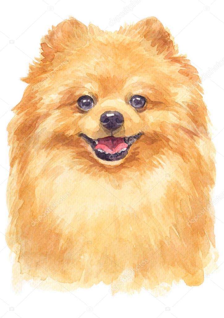 Water colour painting of Pomeranian 134