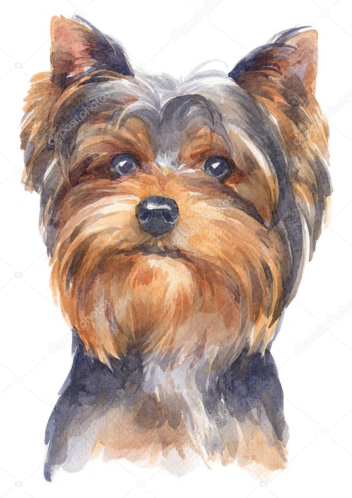 Water colour painting of York shire Terrier 139