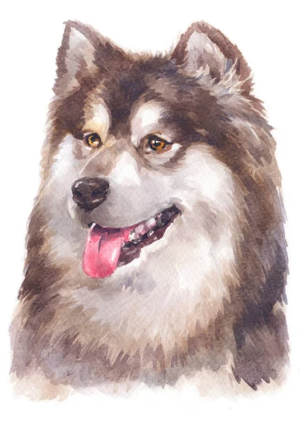 Aquarelverf Van Alaskan Malamute 142 — Stockfoto