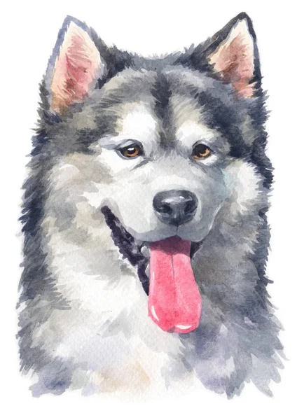 Aquarellmalerei Von Alaskan Malamute 144 — Stockfoto