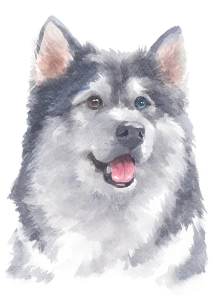 Aquarellmalerei Von Alaskan Malamute 141 — Stockfoto