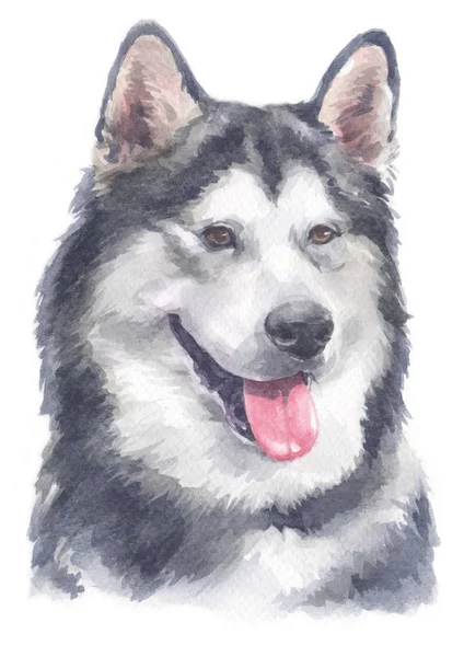 Aquarelverf Van Alaskan Malamute 143 — Stockfoto