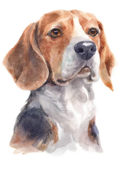 Pintura Acuarela Beagle 146 — Foto de Stock