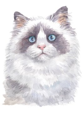 Ragdoll kedi 008 'in sulu boya resmi