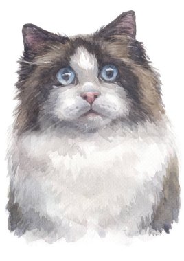 Ragdoll 016 'nın sulu boya resmi