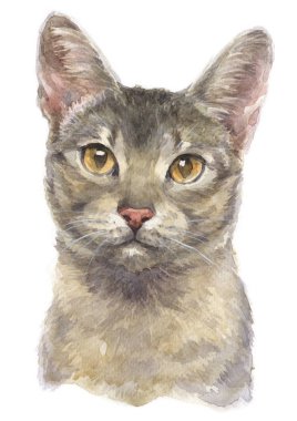 Habeşistan 'ın sulu boya tablosu Cat 025