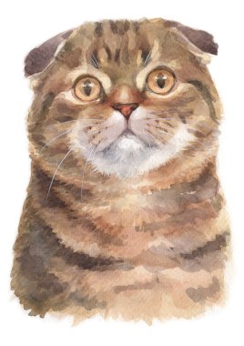 İskoç katlı kedi boyası 028
