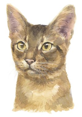 Habeşistan kısaltmasının sulu boya tablosu Cat 031