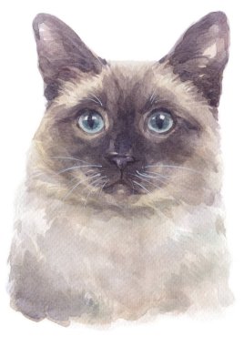 Siyam kısaltmasının sulu boya resmi Cat 039