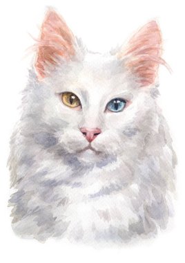 Water colour painting of Turkish angora Cat 047 clipart