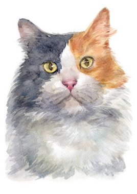 Sulu boya boyalı Dilute calico Cat 050