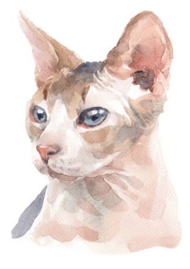 Sphynx Cat 054 'ün sulu boya resmi