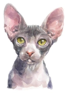Sphynx Cat 053 'ün sulu boya resmi